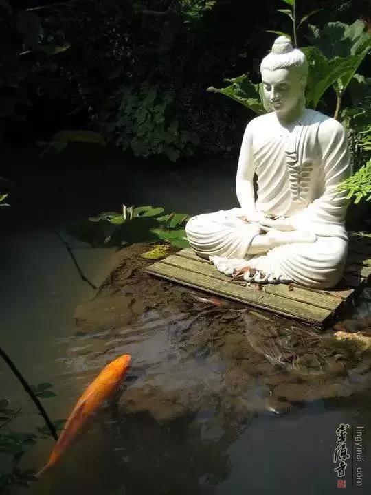 法讯|农历二月十五灵隐寺放生祈福活动预告