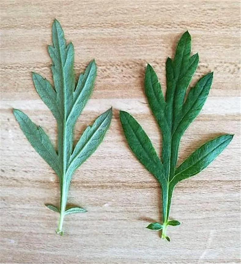 青团飘香又清明—艾草