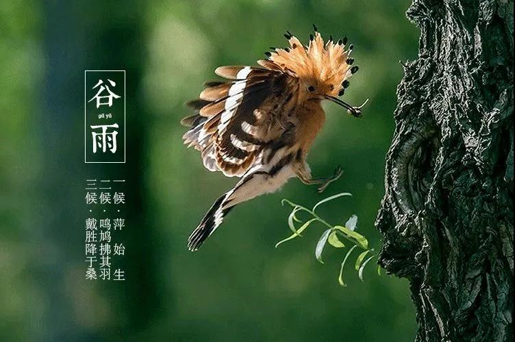 人文艺术【谷雨物候 谷雨有三候 一候萍始生 二候鸣鸠