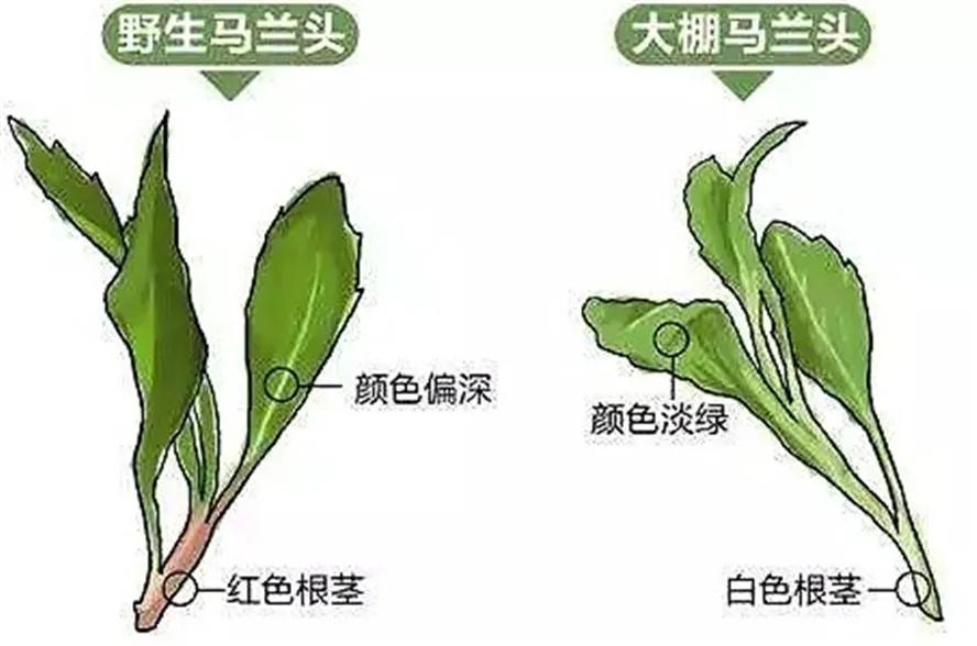 马兰菜 简笔画图片