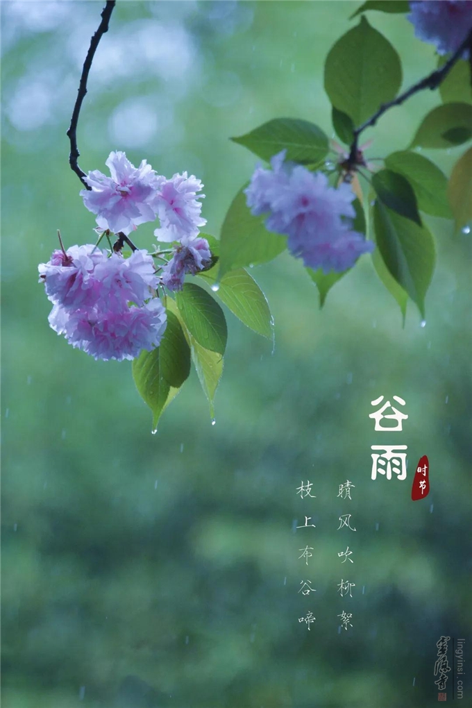 二十四节气 | 谷雨——雨生百谷 万物洁净